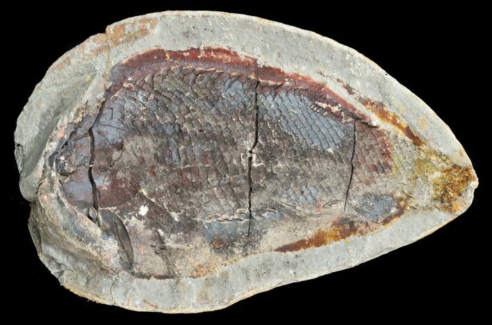 Triassic Fossil Fish In Nodule (Pos/Neg) - Madagascar #53660